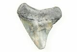 1.96" Juvenile Megalodon Tooth - South Carolina - #196101-1